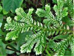 Image of Selaginella stenophylla A. Br.