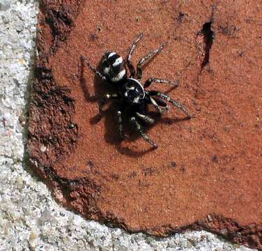 Image of Zebra spider