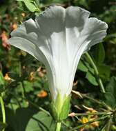 Image of Hedge False Bindweed