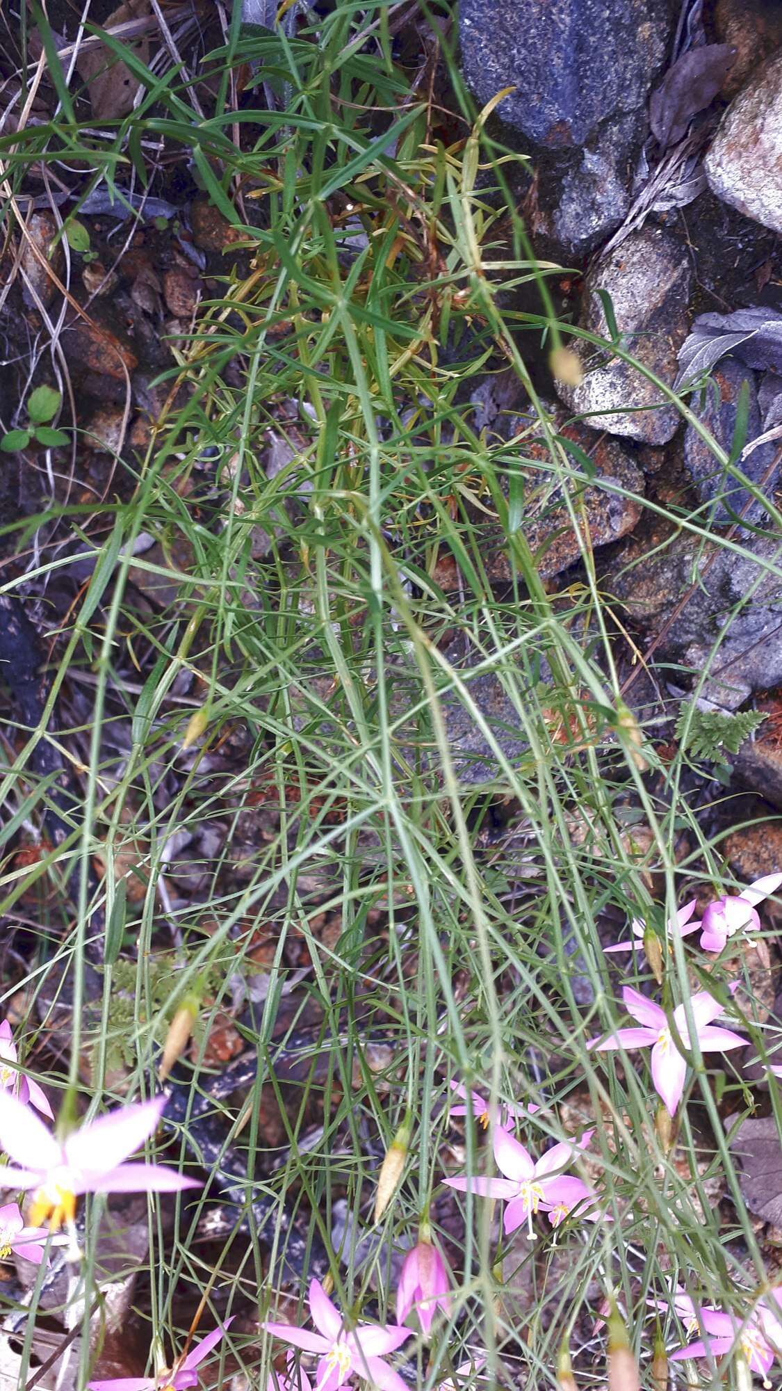 Image of Gyrandra tenuifolia (M. Martens & Galeotti) G. Mansion