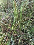 Image of Tall Yellow-Eyed-Grass