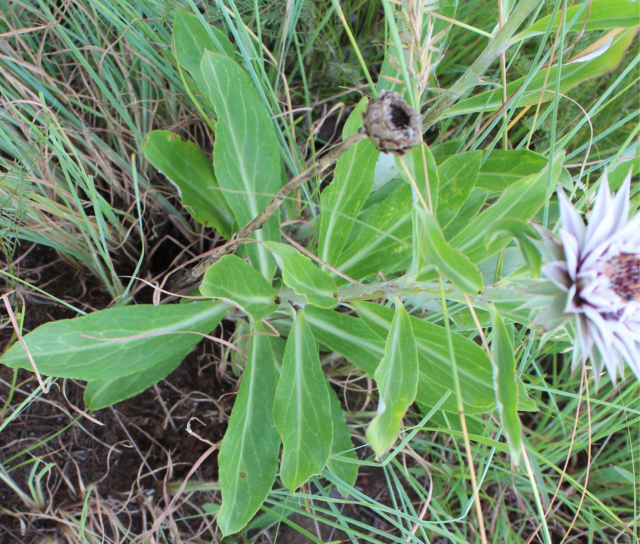 Image of Macledium zeyheri subsp. zeyheri