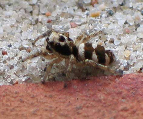 Image of Zebra spider