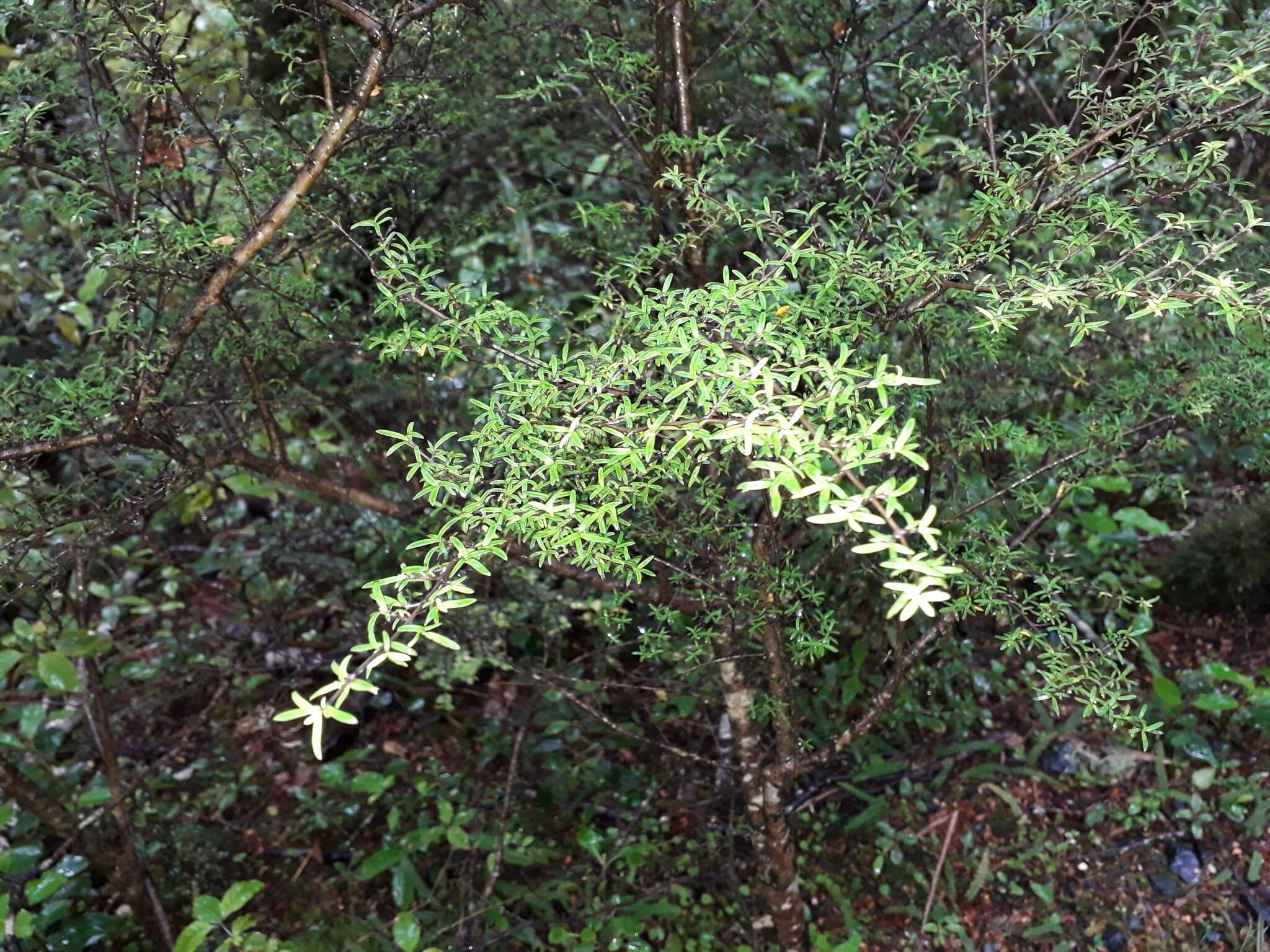 Image of Coprosma microcarpa Hook. fil.