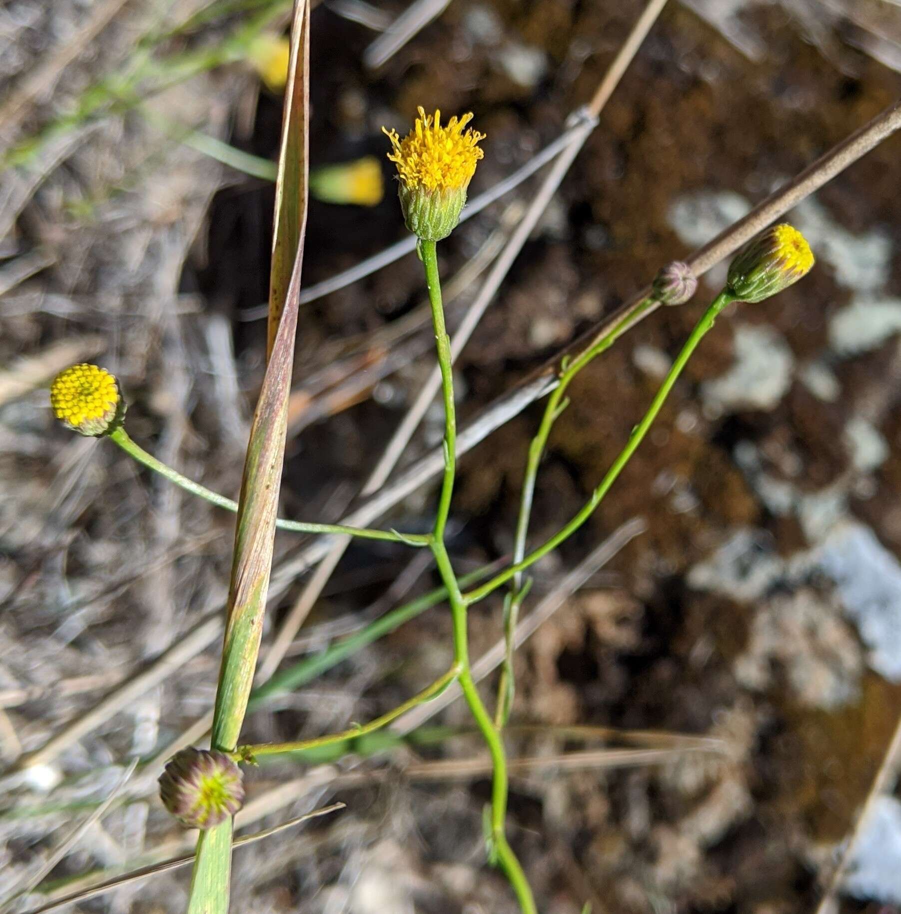 صورة Erigeron reductus var. angustatus (A. Gray) G. L. Nesom