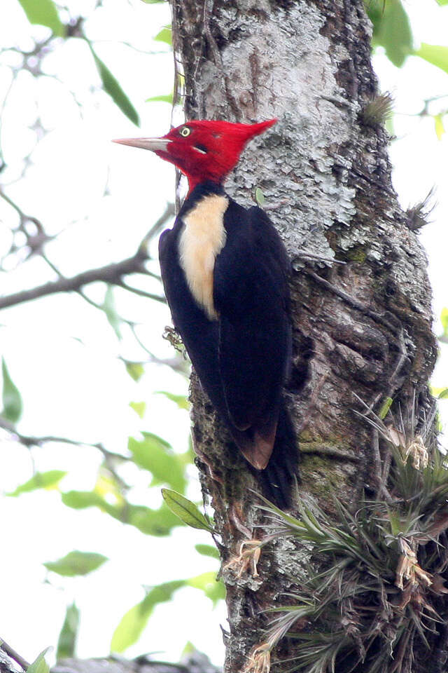 Image of Cream-backed Woodpecker