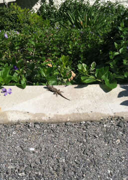 Imagem de Sceloporus occidentalis longipes Baird 1858