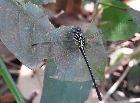 Imagem de Leptogomphus hongkongensis Asahina 1988