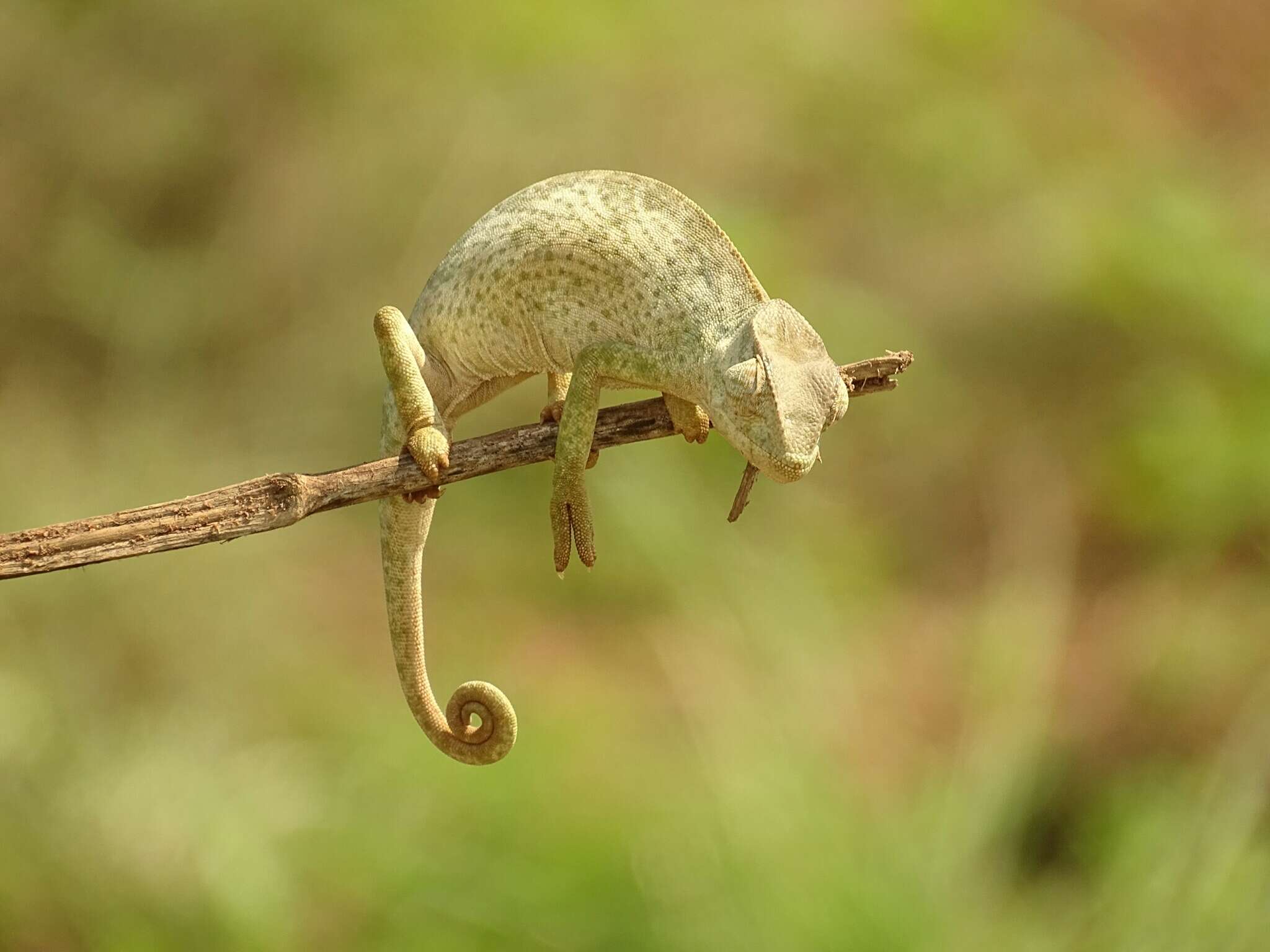 Image of Senegal Chameleon