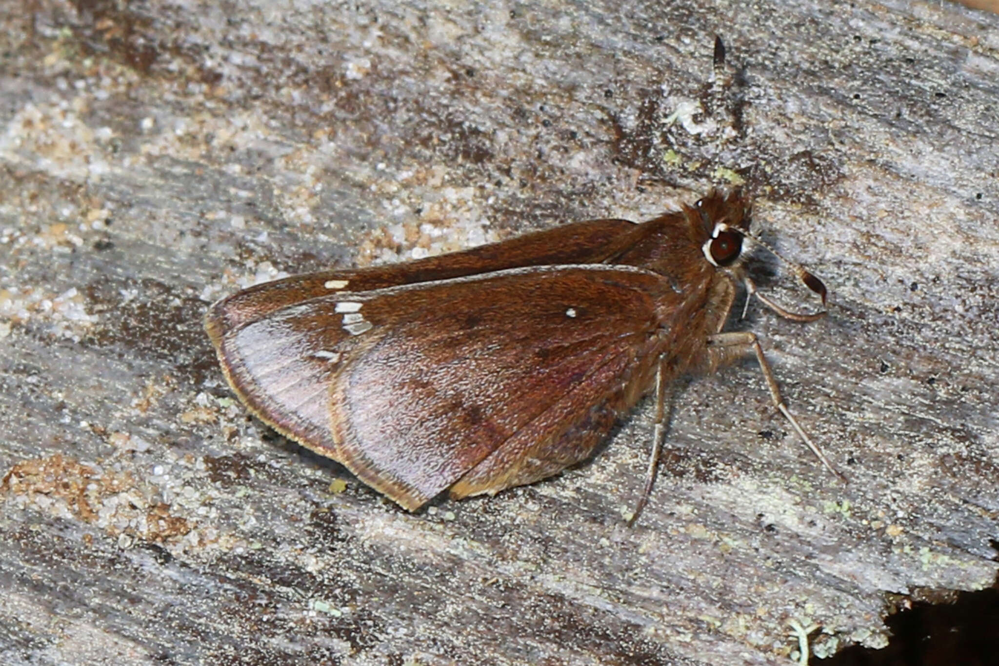 Image of Dusted Skipper