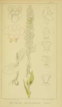 Image of Satyrium