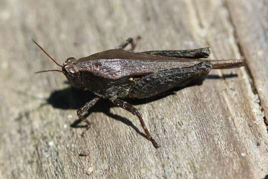 Image of Armored Pygmy Grasshopper