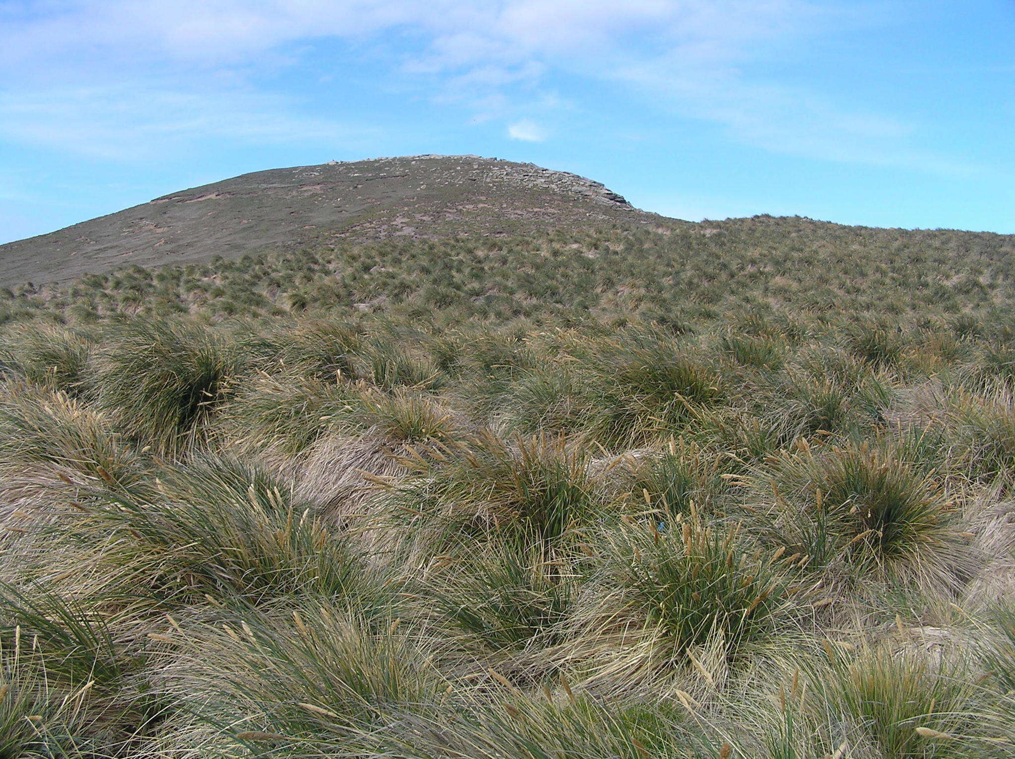 Image of tussock grass