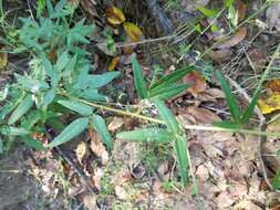 Imagem de Desmodium paniculatum (L.) DC.