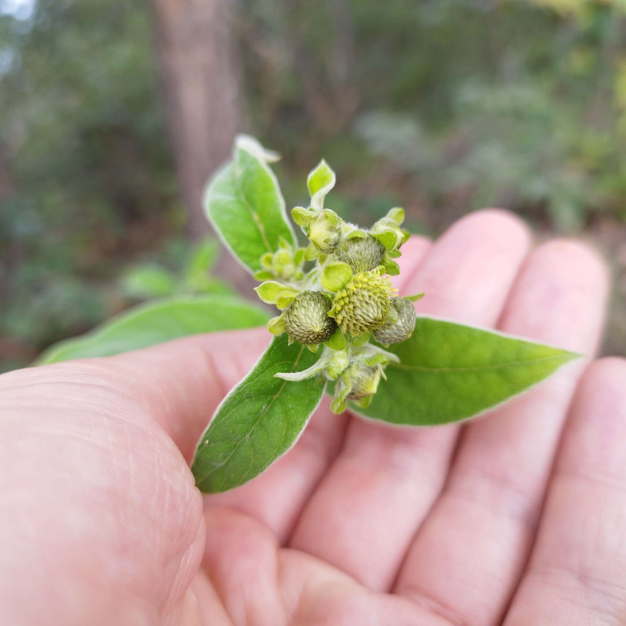 Image of Verbesina sericea Kunth & Bouche