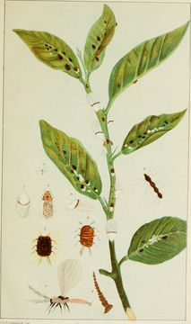Image of Cottony Cushion Scale
