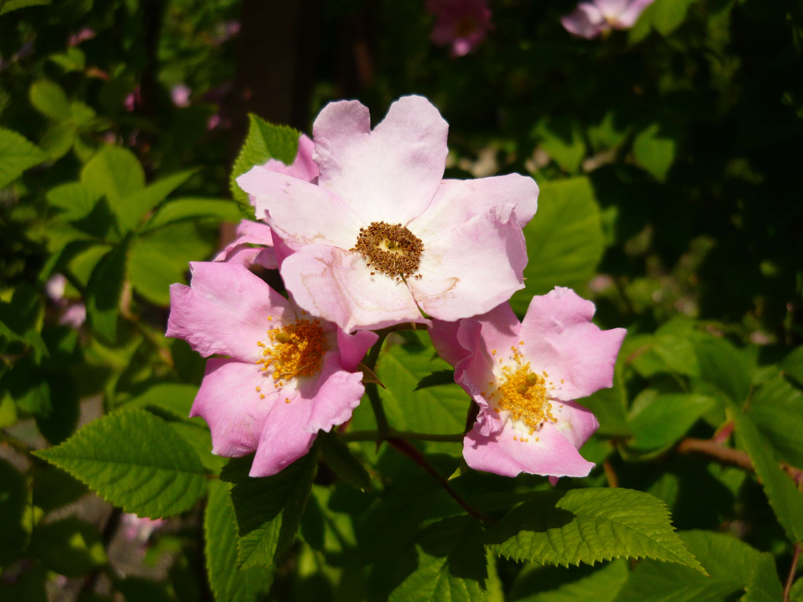 Image of climbing rose