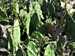 Image of Opuntia elata Salm-Dyck