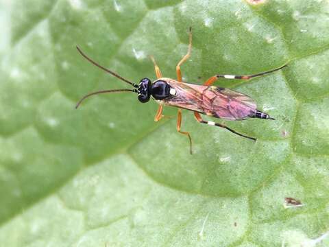 Image of Parasitoid wasp