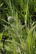 Image of Hill's thistle