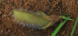 Image of Crotalaria burkeana Benth.