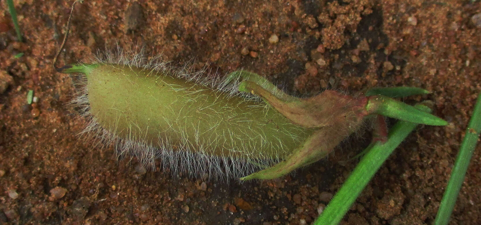 Image of Crotalaria burkeana Benth.