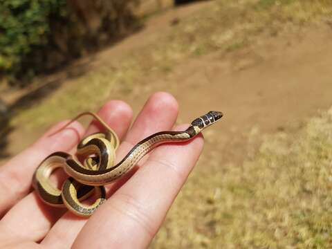 Image of Dwarf sand snake