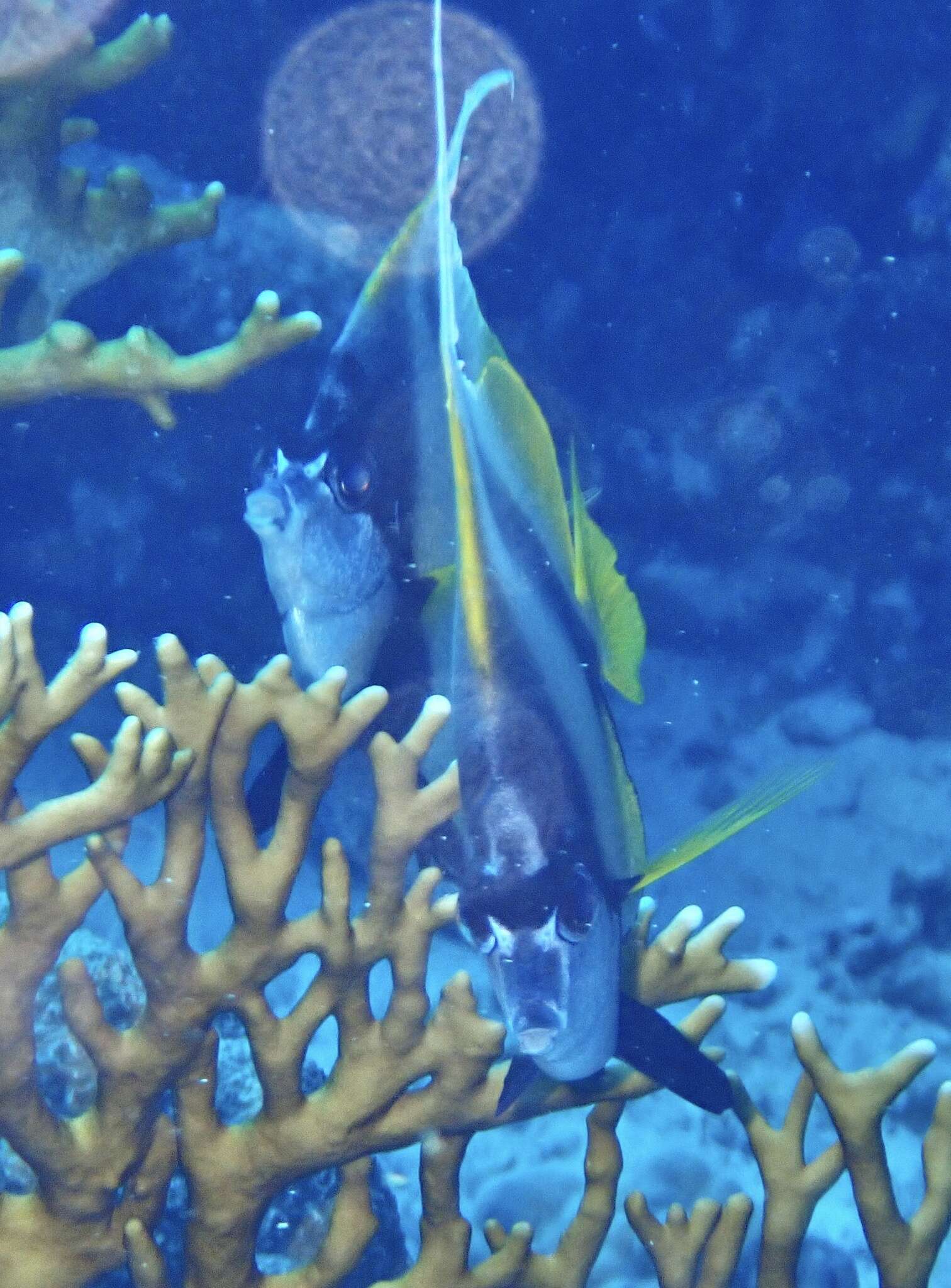 Image of Red Sea Bannerfish