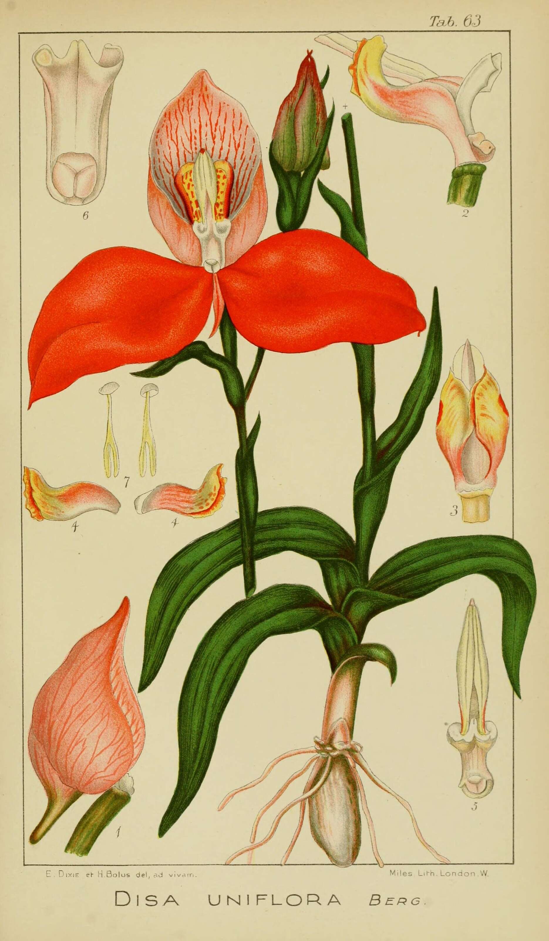 Image of Red Disa