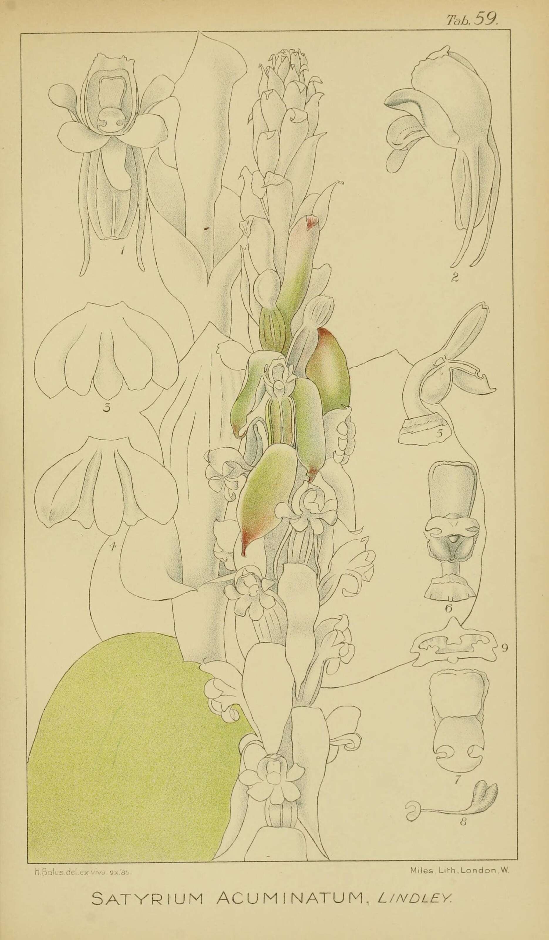 Image of Satyrium