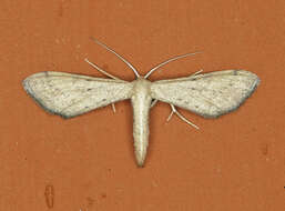 Image of Euacidalia sericearia Packard 1873
