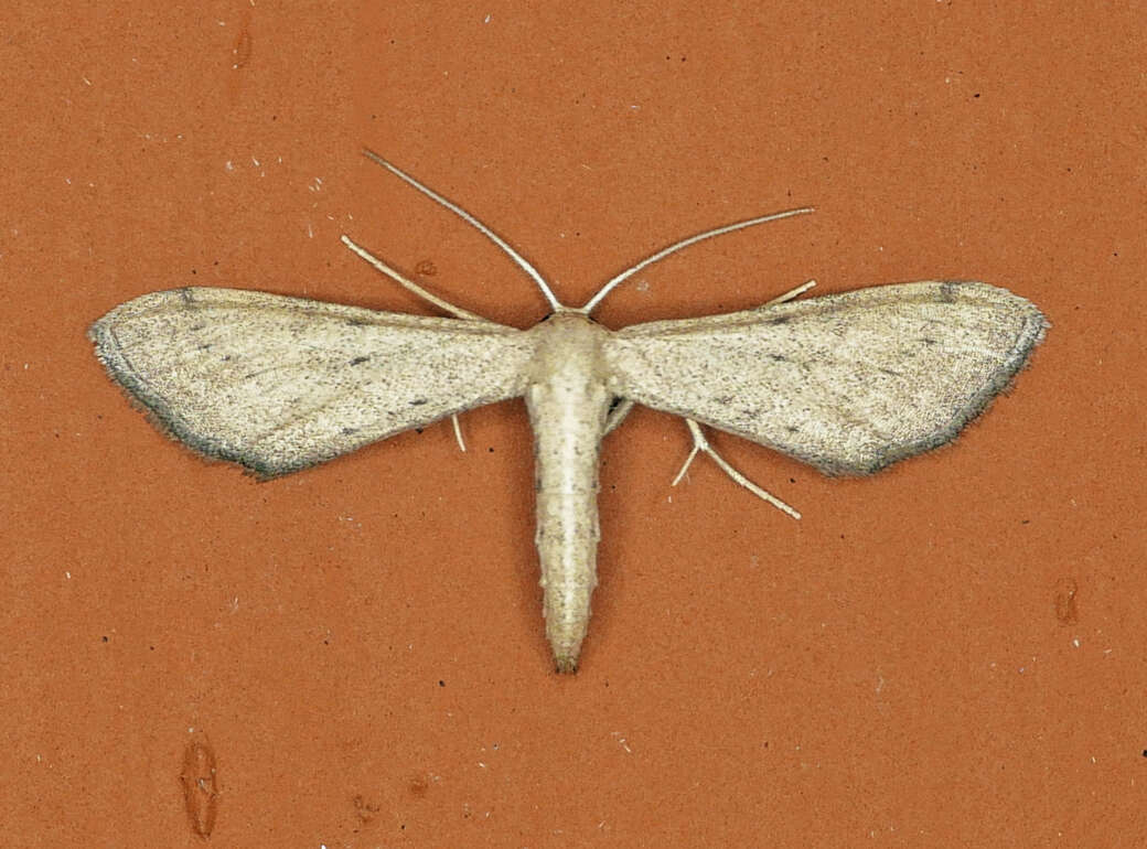 Image of Euacidalia sericearia Packard 1873