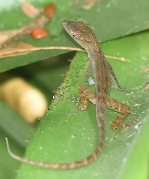 Image of Schwartz'  Anole