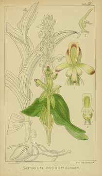 Image of Satyrium odorum Sond.