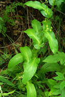 Image of Bupleurum longiradiatum Turcz.