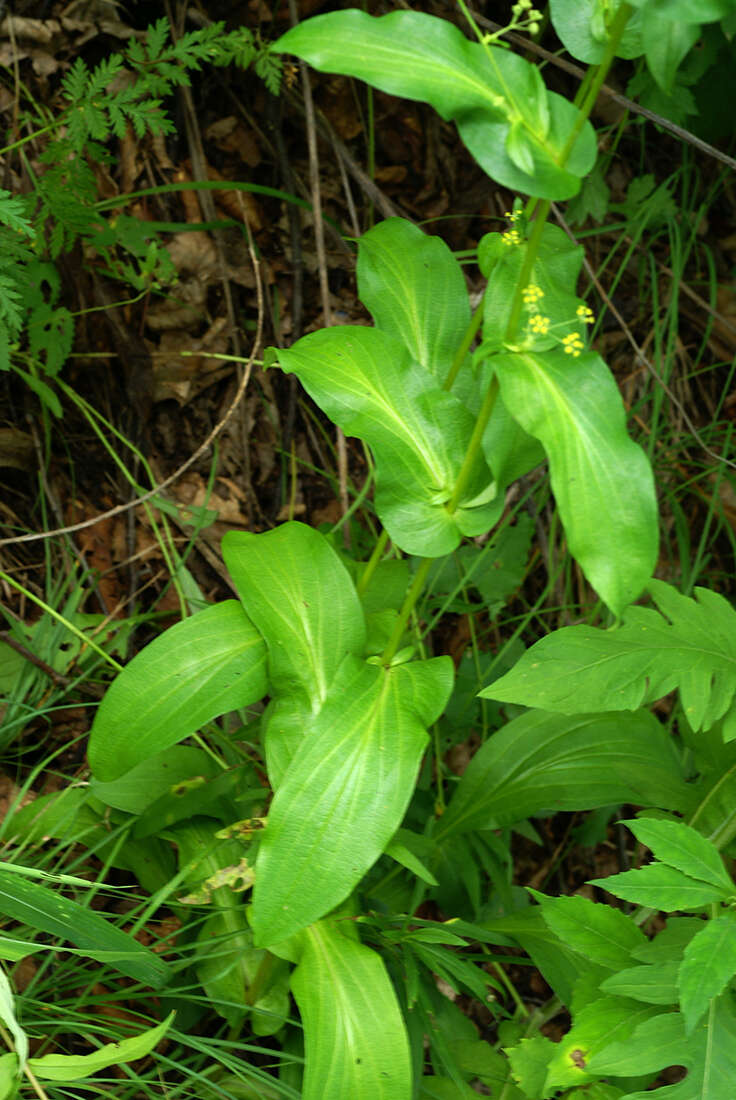 Image of Bupleurum longiradiatum Turcz.