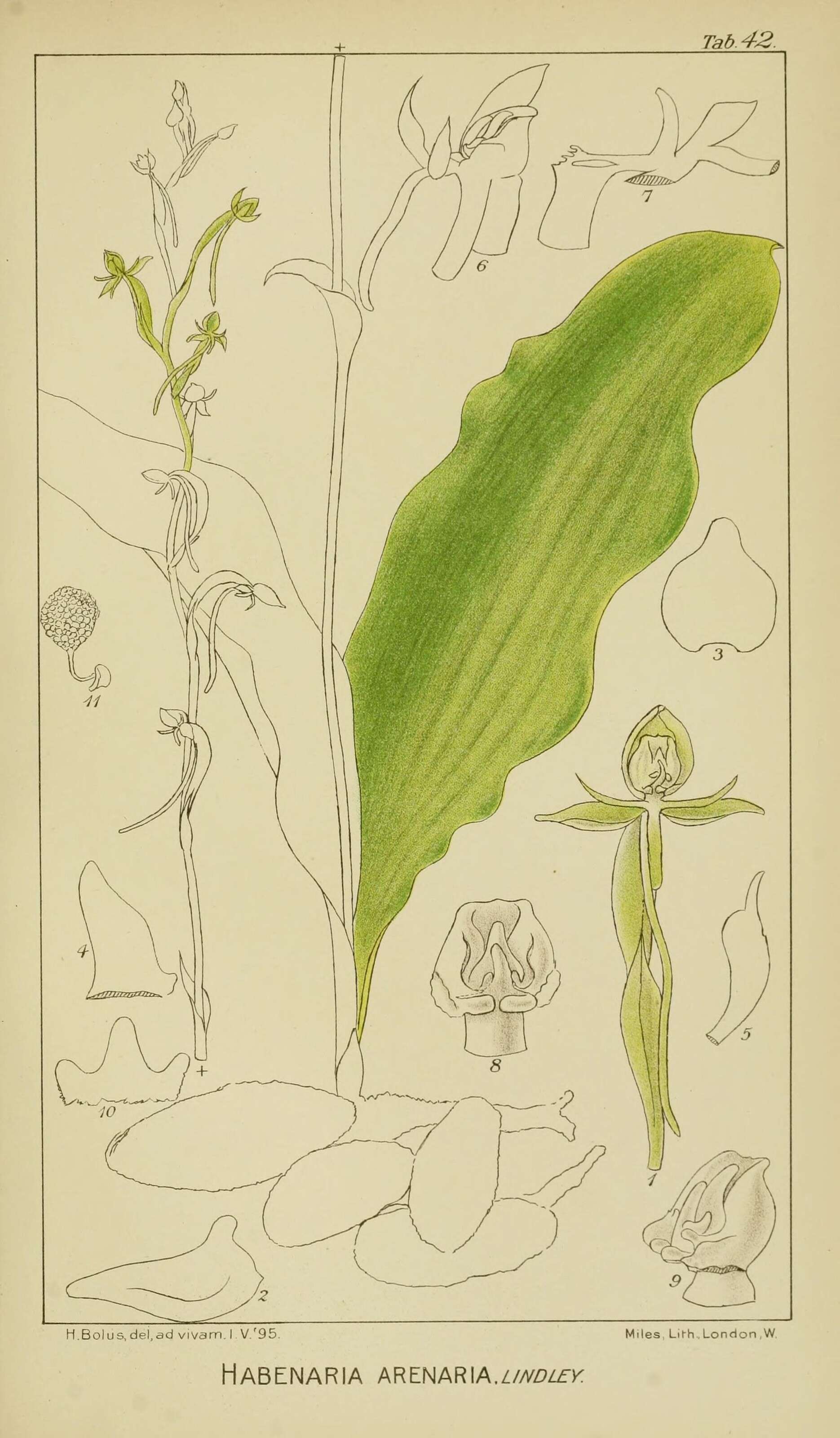 Image of Bog orchids