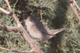 Image of Menetries's Warbler