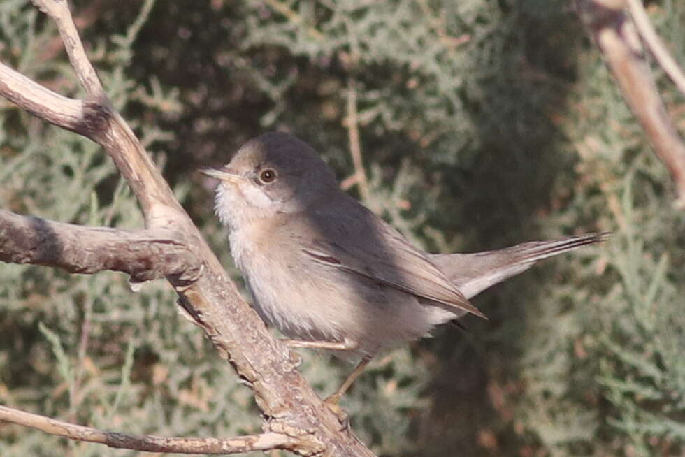 Image of Menetries's Warbler