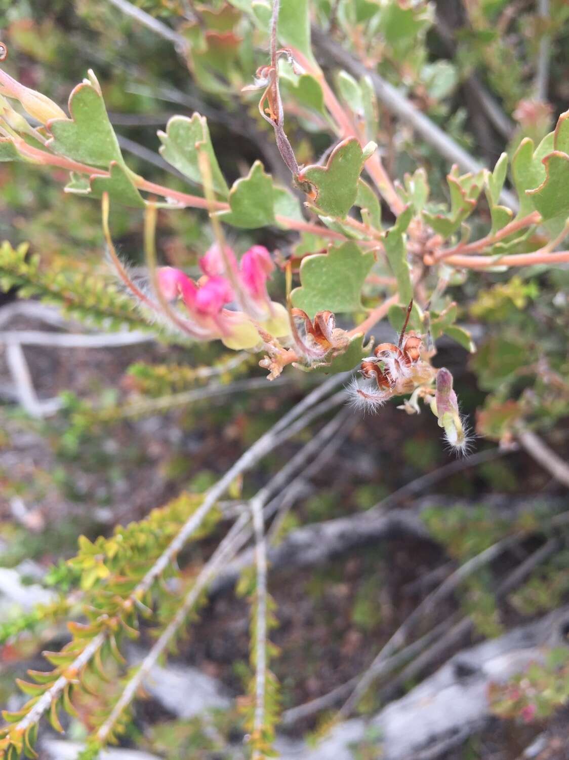 Imagem de Adenanthos cuneatus Labill.