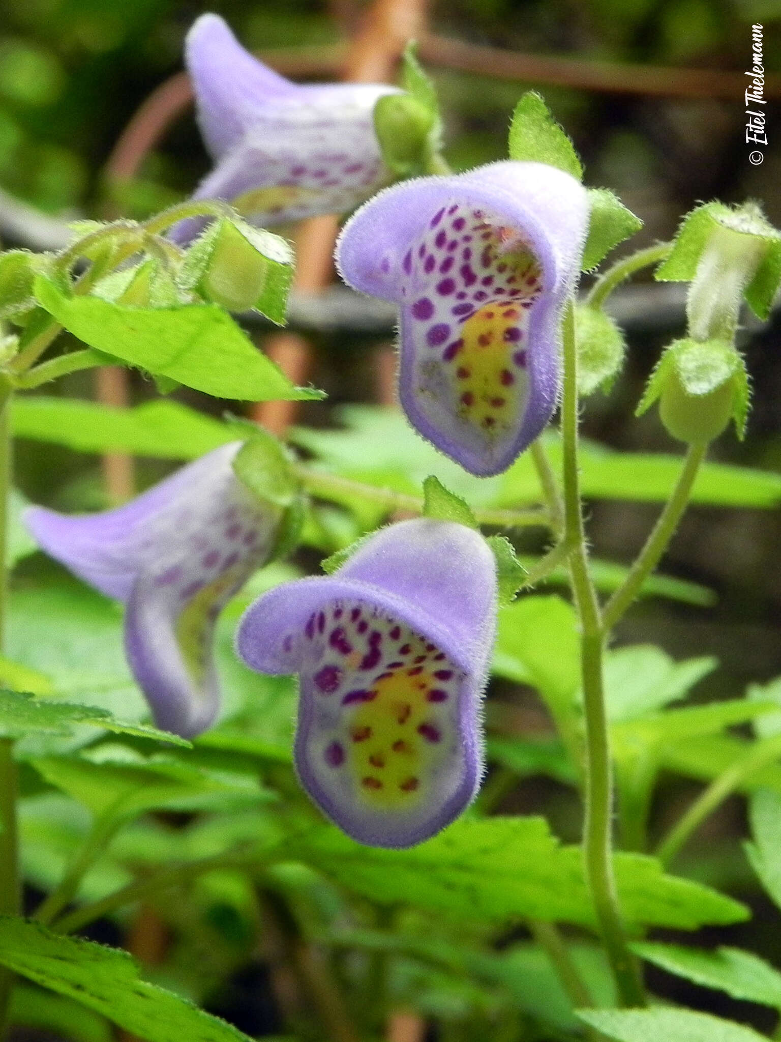 Image of Jovellana violacea (Cav.) G. Don