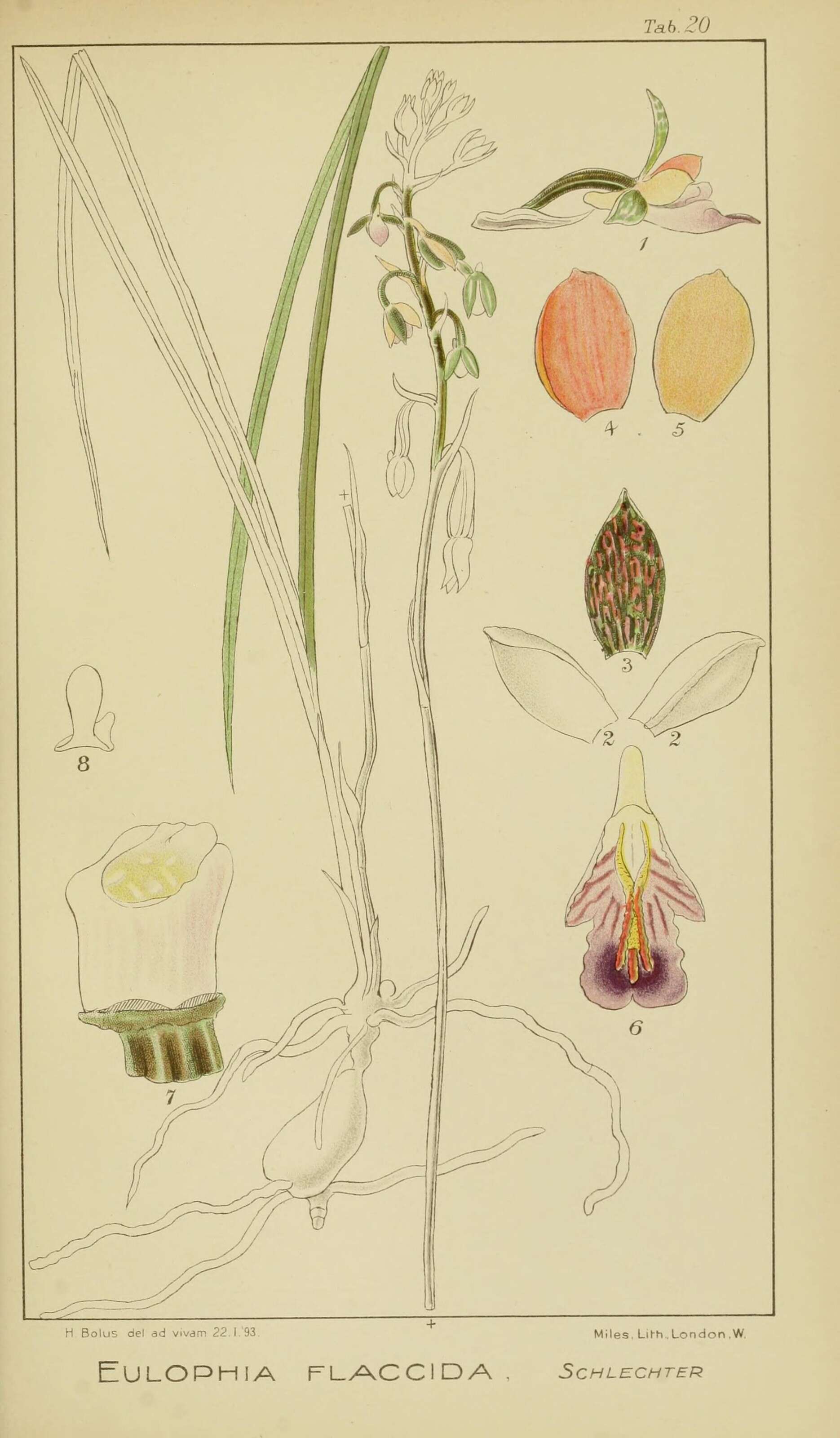 Image de Orthochilus Cossmann 1889