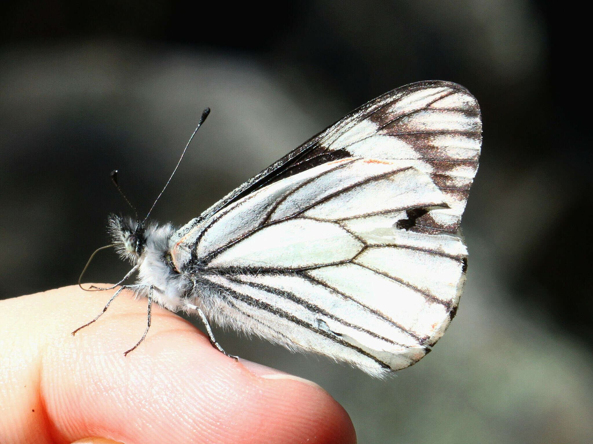 Image of Chiricahua White