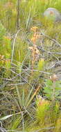 Image of Watsonia pillansii L. Bolus