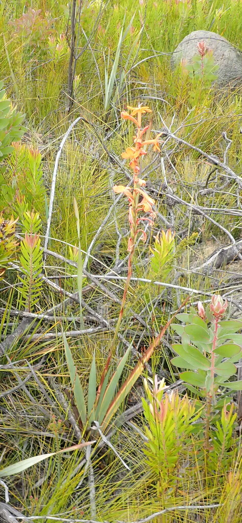 صورة Watsonia pillansii L. Bolus