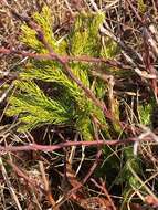 Imagem de Dendrolycopodium hickeyi (W. H. Wagner, Beitel & R. C. Moran) A. Haines