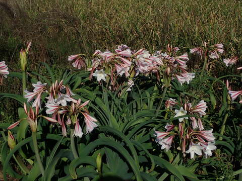 Imagem de Crinum bulbispermum (Burm. fil.) Milne-Redh. & Schweick.