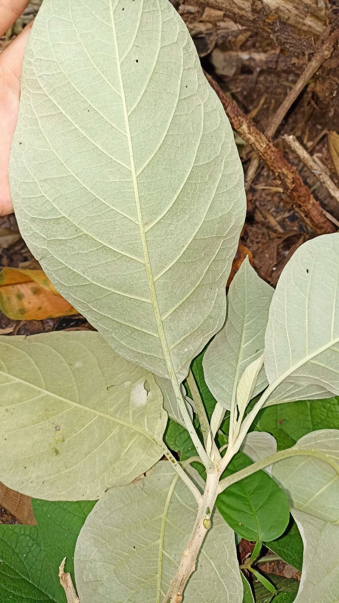 Plancia ëd Solanum hazenii Britton