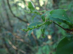 Image of Lyonia ovalifolia var. elliptica (Siebold & Zucc.) Hand.-Mazz.
