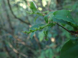 Imagem de Lyonia ovalifolia var. elliptica (Siebold & Zucc.) Hand.-Mazz.